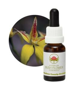 Yellow Cowslip Orchid, 15 ml